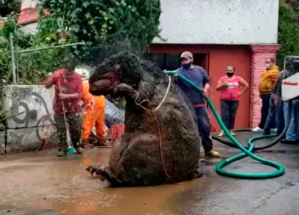 La verdadera historia de la “rata gigante” que salió de una alcantarilla y se hizo viral en las redes (VIDEO)