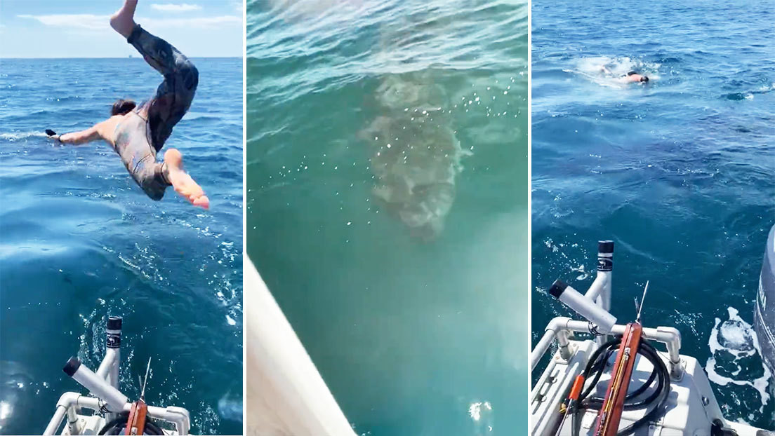 Se lanzó a nadar con un inofensivo “tiburón peregrino” pero descubrió que fue mala idea (Video)