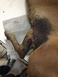 PoliChacao metió preso a individuo que golpeó a un perro con un amortiguador (fotos)