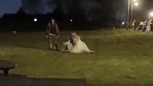 Invitados inconscientes y la novia peleando a puño limpio: Una boda terminó en terrible batalla campal