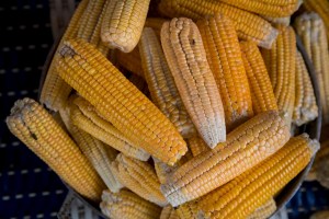 Venmaíz y Asovema: Podría haber un incremento de precios ante imposición de aranceles al maíz y el arroz