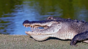 Captaron a un enorme caimán “parecido a un dinosaurio” mientras paseaba por un campo de golf (Fotos y video)