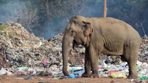 La FOTO más indignante: Un elefante hambriento consume residuos de plástico abandonados por turistas