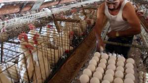 La distribución de huevos en Venezuela peligra por la escasez de gasolina