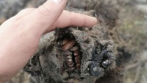 Descubren en Siberia el primer cuerpo de un oso extinto hace 15.000 años, completamente conservado (Fotos)