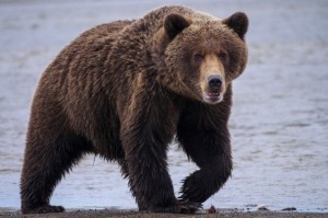 Cazador fue mutilado fatalmente por un oso grizzly en el parque nacional de Alaska