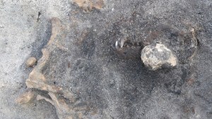 Los restos de un perro de más de 8.000 años fueron hallados enterrado con un humano de la Edad de Piedra