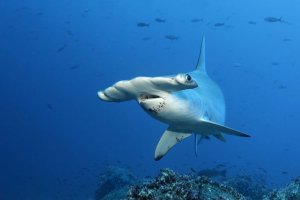 Búsqueda marina: Un tiburón viajó cuatro mil kilómetros, regresó a Galápagos y no se sabe dónde está