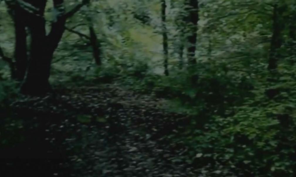 ¡Sape gato! Cazafantasmas vio a “la niña de ojos negros” en un bosque de Inglaterra (Video)
