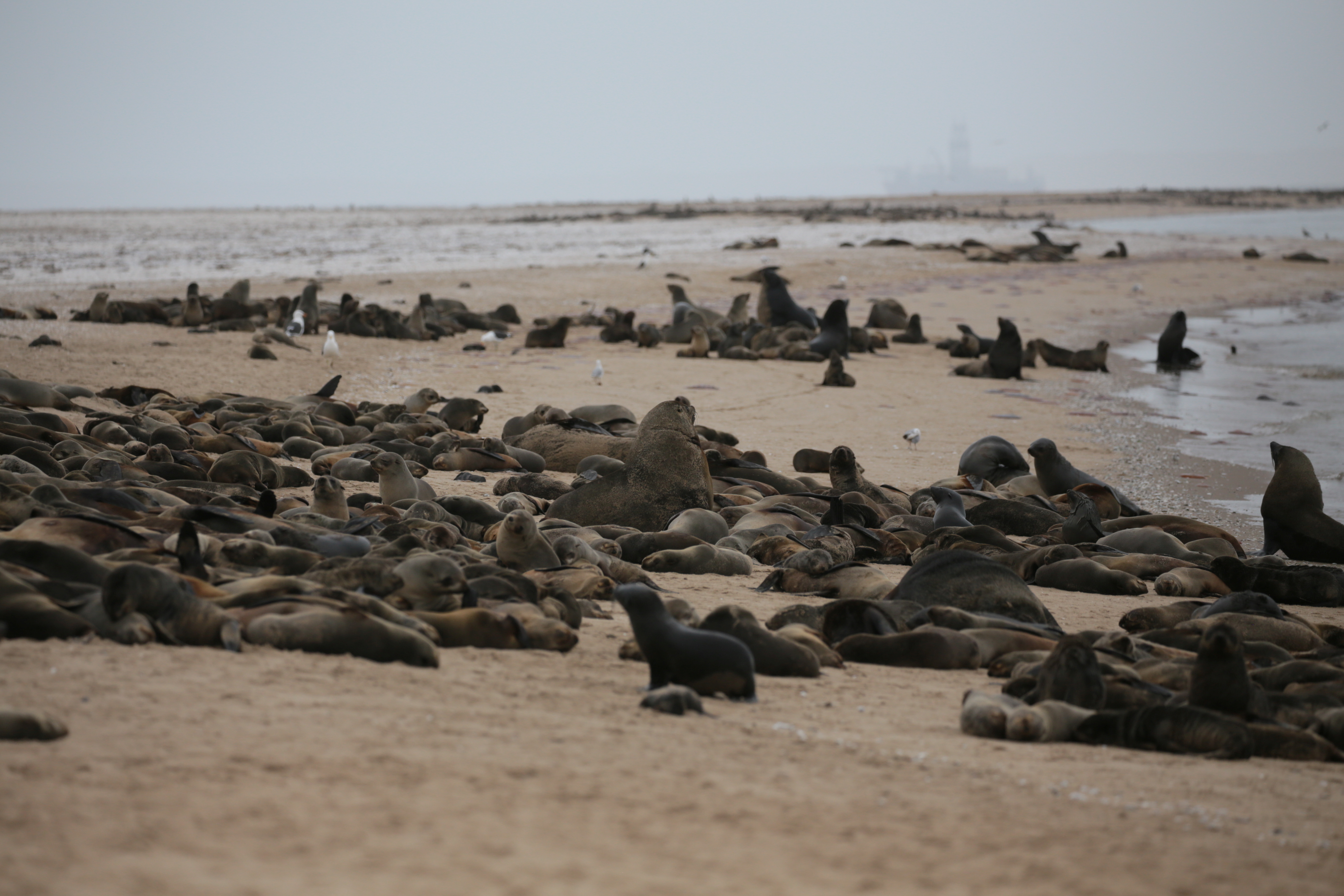 Hallan más de 7 mil focas muertas en una playa de Namibia (Fotos)