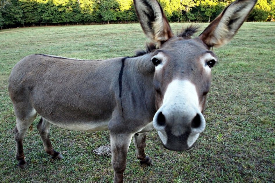 Científicos de Israel descubren peligroso parásito en burros... y podría af...