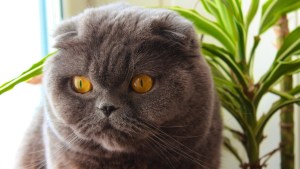 VIRAL: Un gato que “hace milagros y cumple deseos” fue vendido en más de 100 mil dólares (FOTO)