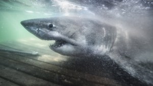 VIDEO: Capturan un enorme tiburón blanco de más de tonelada y media apodado la “Reina del océano”