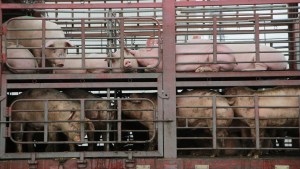 Un camión cargado de cerdos volcó en Argentina y la gente degolló a los animales en plena calle para llevárselos