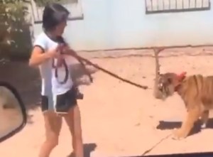Tipo normal: Salió a las calles de Sinaloa a pasear con su “mascotica”… ¡ES UN TIGRE! (VIDEO)