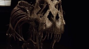¿Huesos de oro? El T-Rex “Stan” fue subastado por un precio récord (VIDEO)