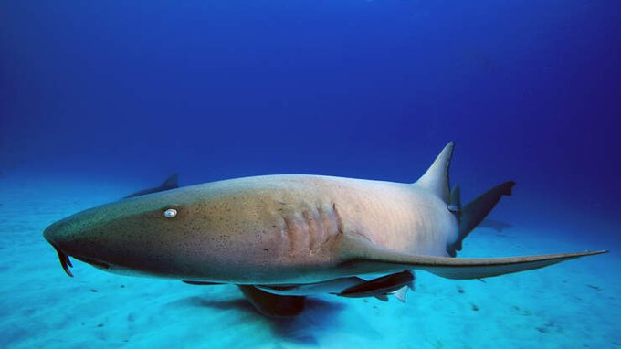 ¡Desesperante! Un tiburón “inofensivo” mordió a un hombre durante 15 minutos, sin soltarlo