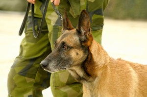 Ejército de EEUU prueba lentes de realidad aumentada en perros
