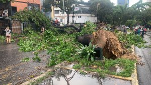 Fuerte aguacero en Caracas derribó un gran árbol en la avenida Andrés Bello (VIDEOS)