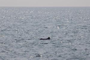 Los delfines rosados vuelven a Hong Kong por las restricciones de la pandemia