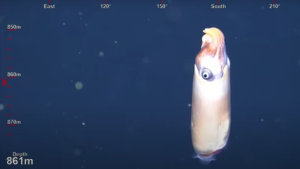 Captan por primera vez imágenes de uno de los calamares más extraños (VIDEO)