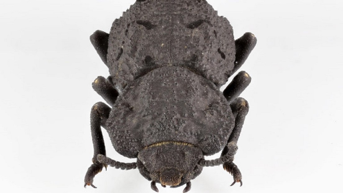 Descubren el secreto de la resistencia del escarabajo “diabólico acorazado” (VIDEO)