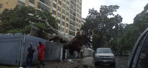 Fuerte lluvia en Caracas deja árboles caídos en la avenida Andrés Bello #29Oct (FOTOS)