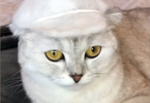 VIRAL: Su gato perdía tanto pelaje que le hizo sombreros con sus pelos caídos (VIDEO)