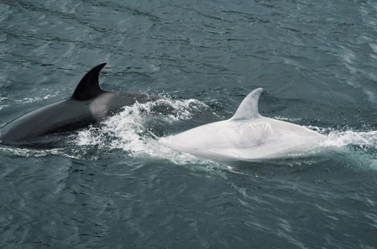 Avistan rarísima orca blanca en las costas de Alaska: Creen que es una de las dos que quedan vivas en el mundo