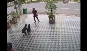¡Al estilo Karate Kid! Un hombre se defendió del ataque de dos perros furiosos (VIDEO)