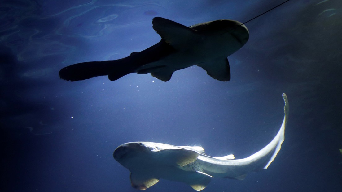 Capturan por primera vez un raro tiburón completamente blanco (FOTOS)