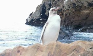 Un “raro” pingüino blanco fue descubierto en islas ecuatorianas de Galápagos
