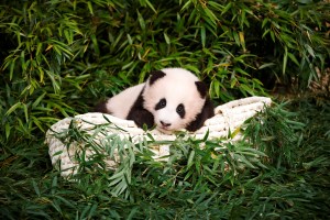 Niños saludan a Fu Bao, el primer panda nacido en Corea del Sur