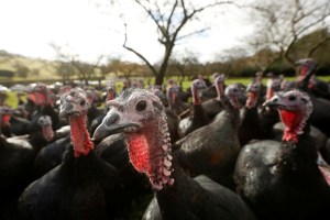 Reino Unido confirma un brote de gripe aviar en una granja de pavos