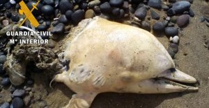 ¡Maquiavélico! Hallaron delfines decapitados en España con un curioso mensaje tallado