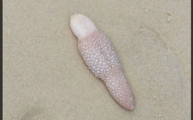 ¡Desconcierto! Paseaba por la playa y encontró una inquietante criatura con forma de lengua (FOTO)