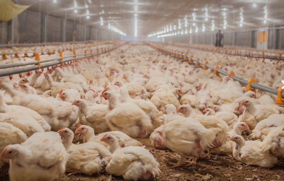 La gripe aviar se instala en Alemania: Hasta 70 mil pollos podrían ser sacrificados
