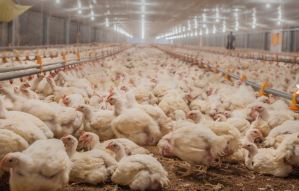 Estudio reveló por qué los pollos de supermercados son una “bomba viral”