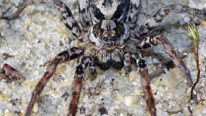 Hallan en el Reino Unido una ENORME araña “extinta” que disuelve los órganos de sus víctimas