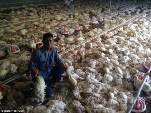 La independencia tecnológica de China amenazada por los ¡pollos!