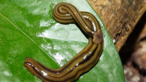 Encuentran en Virginia un gusano “depredador” que puede sobrevivir tras ser cortado en 300 partes