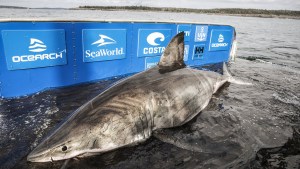 Capturan EN VIDEO a un enorme tiburón blanco que viajó desde Canadá hasta las costas de EEUU