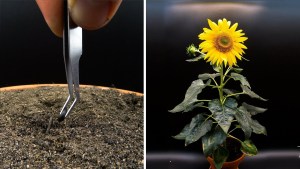 Relájate con este precioso timelapse de un girasol germinando (VIDEO)