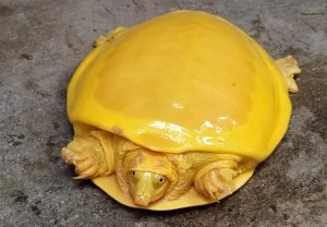 ¿A qué se debe el insólito color de la tortuga amarilla encontrada en India?