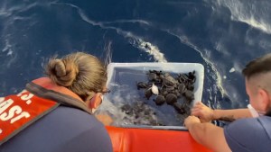 Liberan más de 200 tortugas marinas rehabilitadas en la costa de Florida