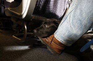 EEUU reforzó la definición de los animales de servicio permitidos en los aviones