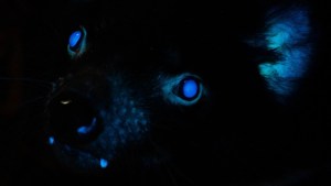 Documentan por primera vez la biofluorescencia en demonios de Tasmania