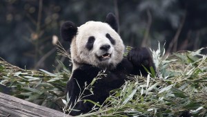Muere Xin Xing, la panda gigante en cautividad más longeva del mundo