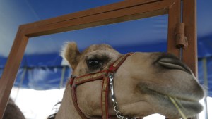 Captaron en VIDEO a un camello mientras iba de compras con su dueña a una tienda en Nevada