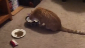 VIRAL: Un gato se las ingenió para prepararse un te con menta (Video)